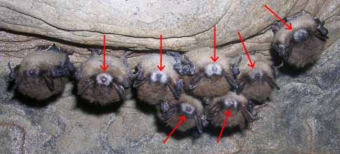 Photo of bats with White Nose Syndrome